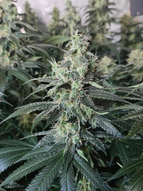 The gassy one SuperSativaSeedClub. Week 12