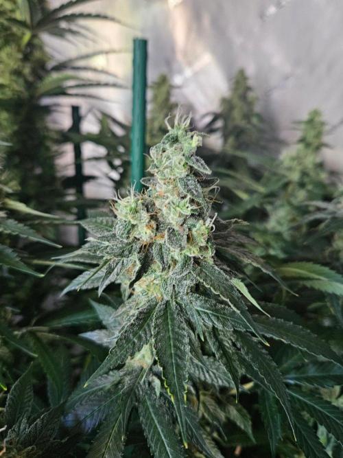 The gassy one SuperSativaSeedClub. Week 12