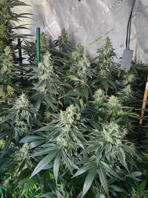 The gassy one SuperSativaSeedClub. Week 12