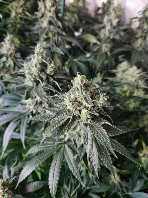 The gassy one SuperSativaSeedClub. Week 12