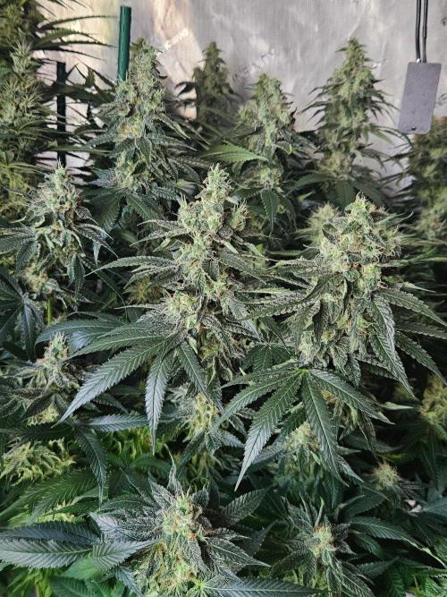 The gassy one SuperSativaSeedClub. Week 12