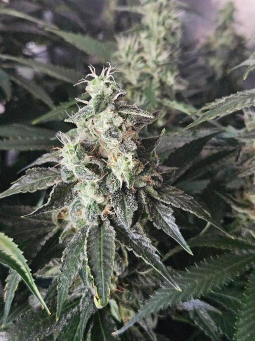 The gassy one SuperSativaSeedClub. Week 12