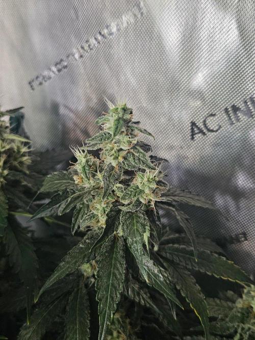 The gassy one SuperSativaSeedClub. Week 12