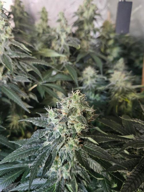 The gassy one SuperSativaSeedClub. Week 12