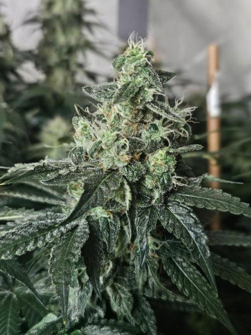The gassy one SuperSativaSeedClub. Week 12