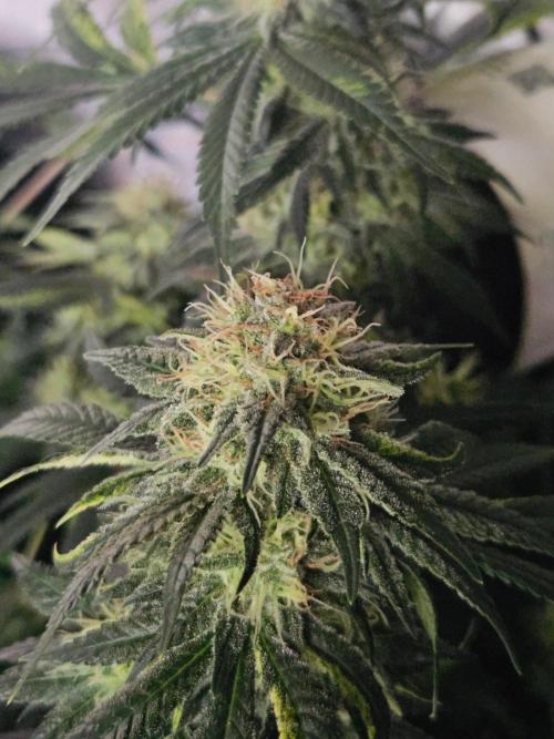 Permanent Bluez Izi Seeds. Week 12