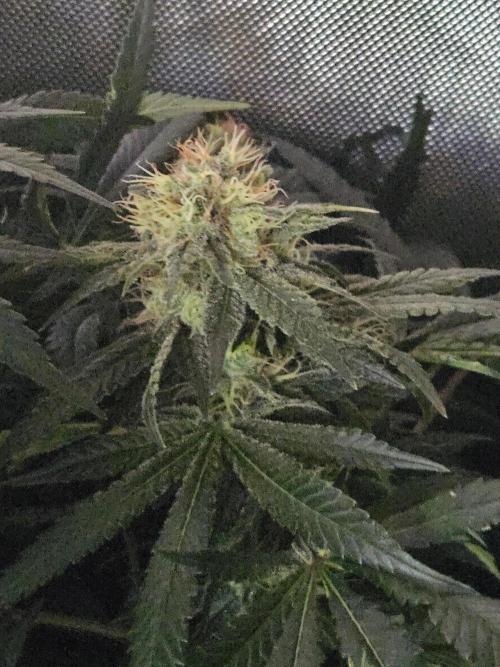 Permanent Bluez Izi Seeds. Week 12