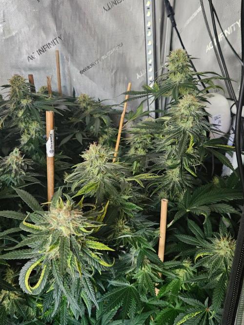Permanent Bluez Izi Seeds. Week 12