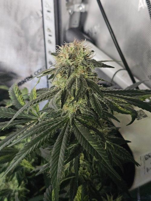 Permanent Bluez Izi Seeds. Week 12