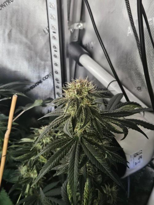 Permanent Bluez Izi Seeds. Week 12