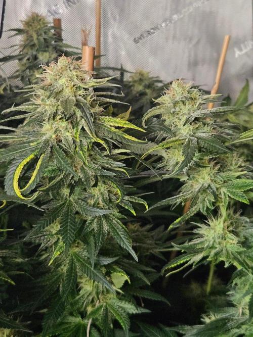 Permanent Bluez Izi Seeds. Week 12
