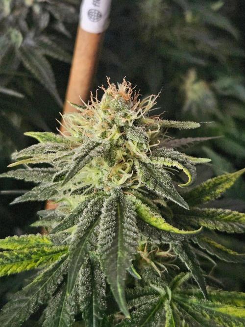 Permanent Bluez Izi Seeds. Week 12