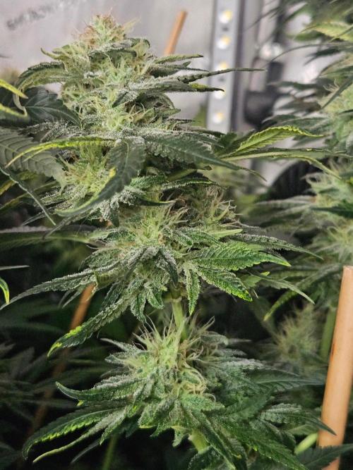 Permanent Bluez Izi Seeds. Week 12