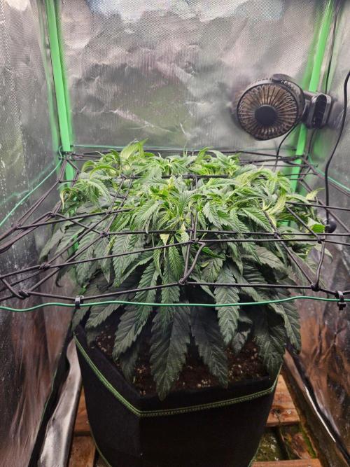 Slush Mint Cake Dutch Passion. Week 7