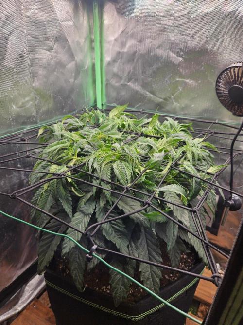 Slush Mint Cake Dutch Passion. Week 7