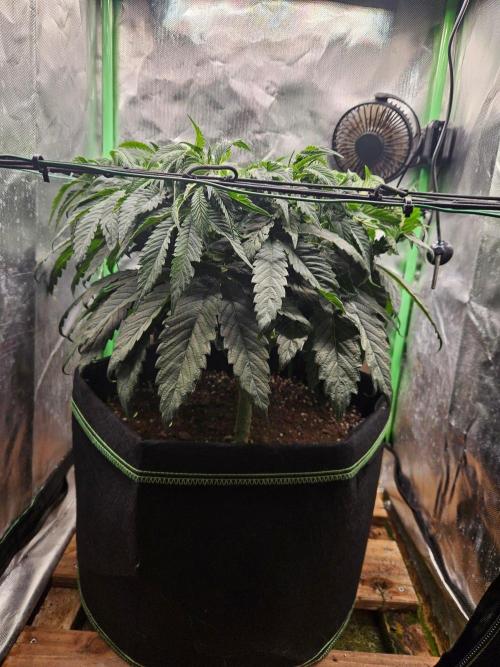 Slush Mint Cake Dutch Passion. Week 7