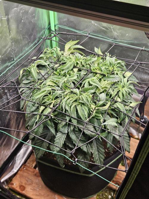 Slush Mint Cake Dutch Passion. Week 7