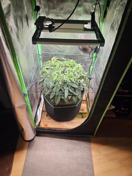 Slush Mint Cake Dutch Passion. Week 7