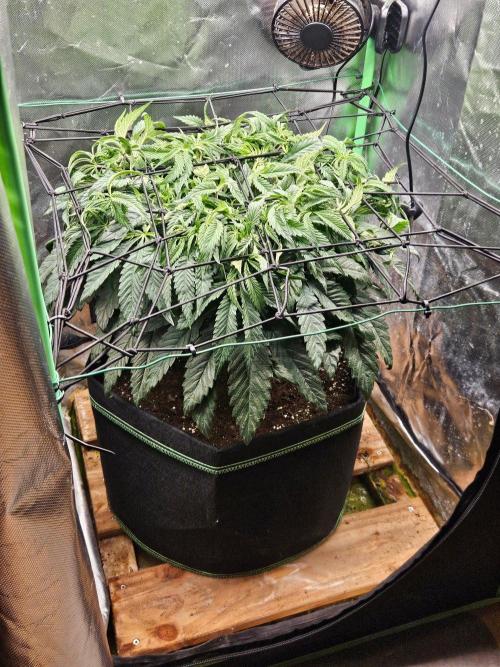Slush Mint Cake Dutch Passion. Week 7