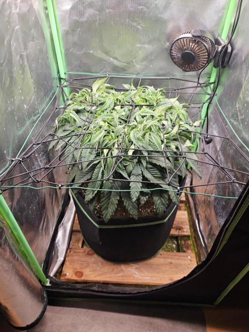 FC-E1500 150W LED. Week 7