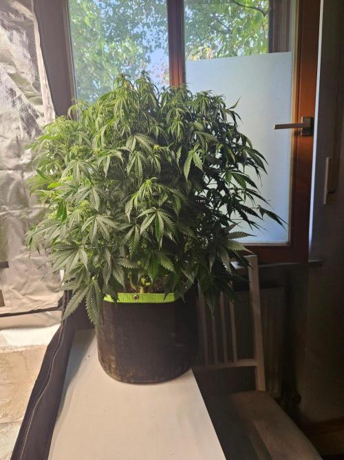 Lemon Cherry Gelato Auto Zamnesia. Week 7