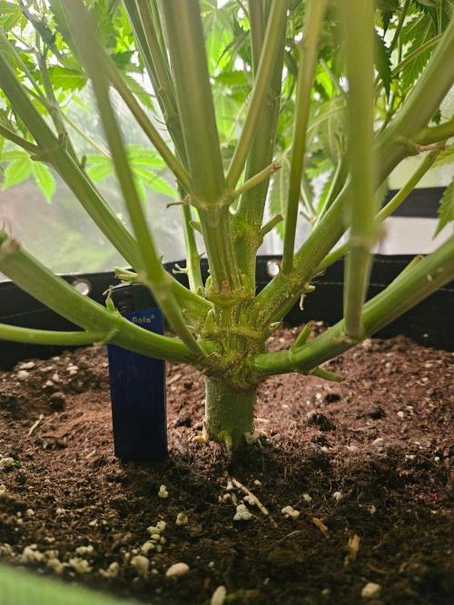 Lemon Cherry Gelato Auto Zamnesia. Week 7