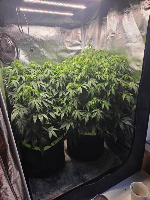 Lemon Cherry Gelato Auto Zamnesia. Week 7