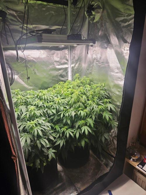 Lemon Cherry Gelato Auto Zamnesia. Week 7