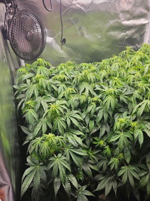 Lemon Cherry Gelato Auto Zamnesia. Week 7