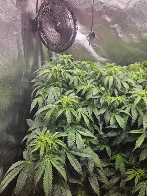 Lemon Cherry Gelato Auto Zamnesia. Week 7