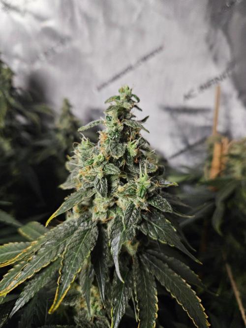 The gassy one SuperSativaSeedClub. Week 13