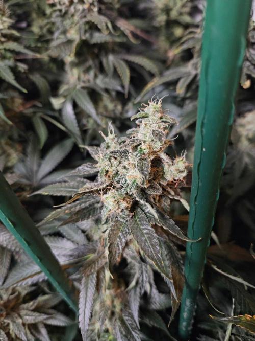 The gassy one SuperSativaSeedClub. Week 13