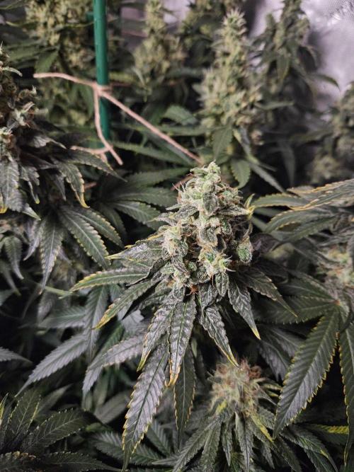 The gassy one SuperSativaSeedClub. Week 13