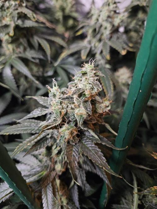 The gassy one SuperSativaSeedClub. Week 13
