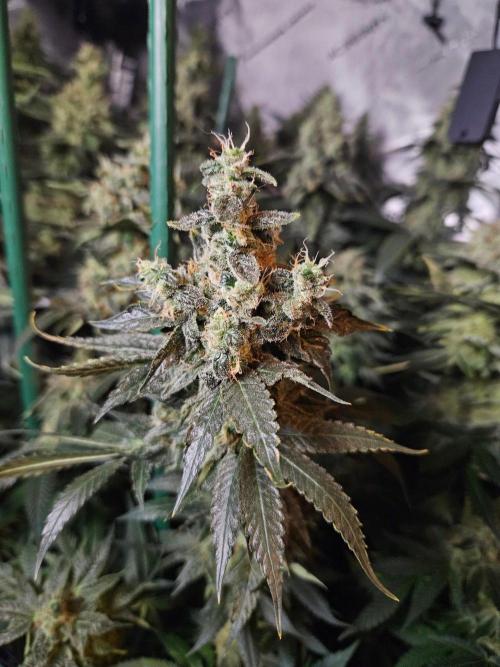 The gassy one SuperSativaSeedClub. Week 13