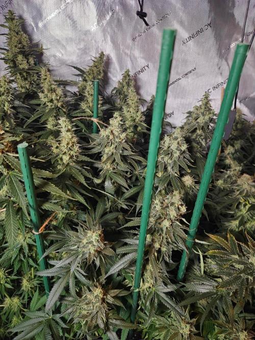 The gassy one SuperSativaSeedClub. Week 13