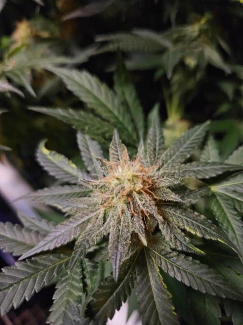 Permanent Bluez Izi Seeds. Week 13