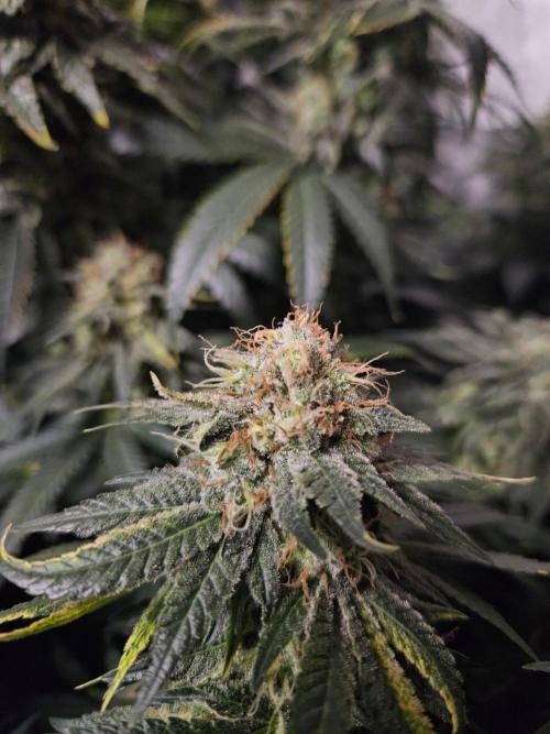 Permanent Bluez Izi Seeds. Week 13
