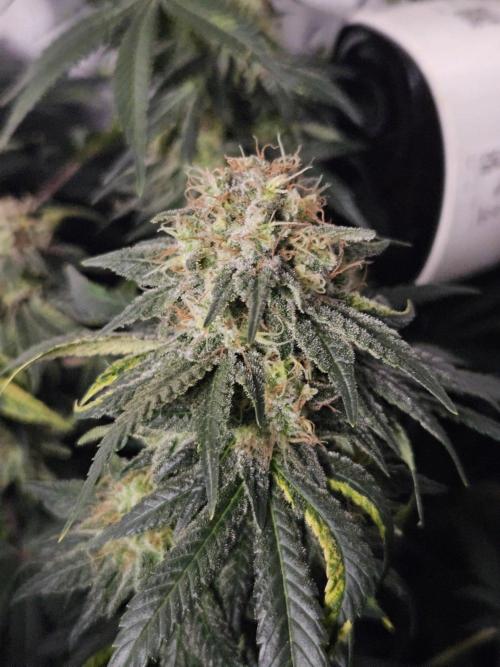 Permanent Bluez Izi Seeds. Week 13