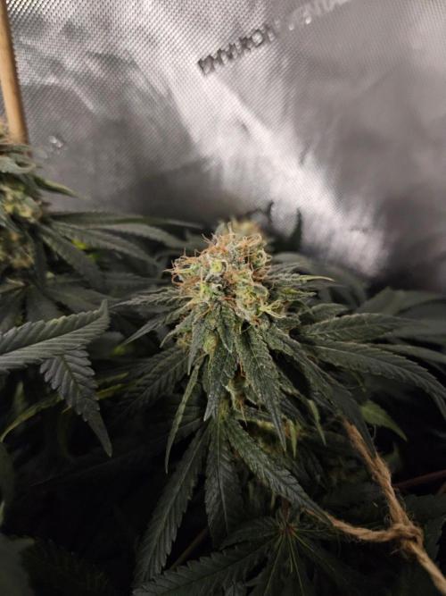 Permanent Bluez Izi Seeds. Week 13