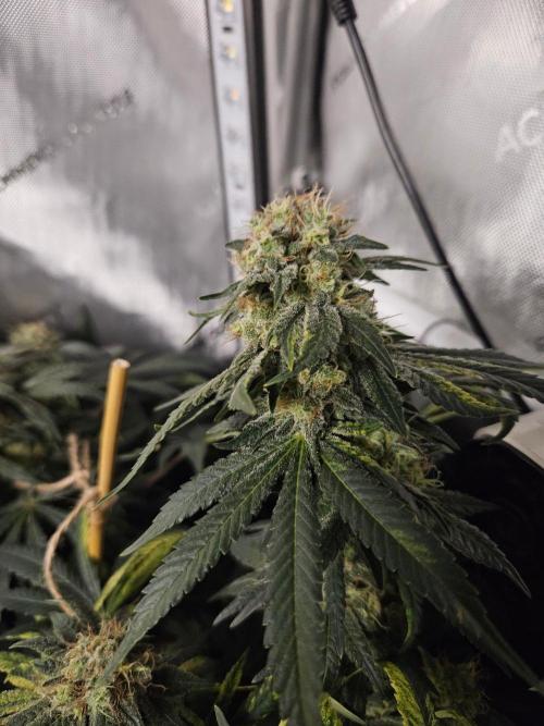 Permanent Bluez Izi Seeds. Week 13