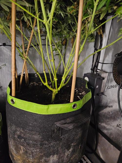 Permanent Bluez Izi Seeds. Week 13