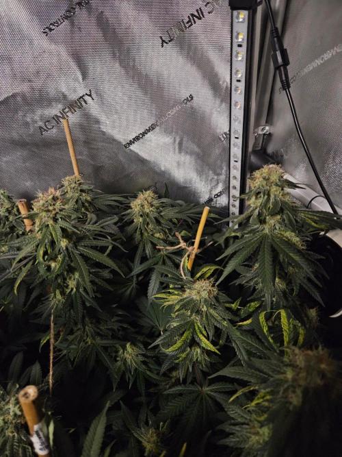 Permanent Bluez Izi Seeds. Week 13