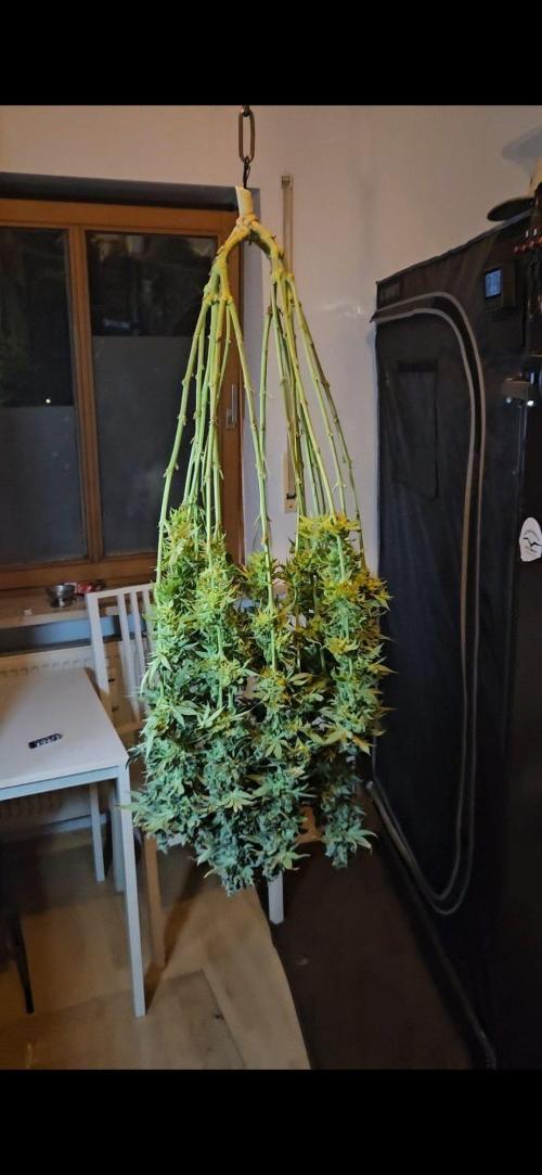 The gassy one SuperSativaSeedClub. Week 15