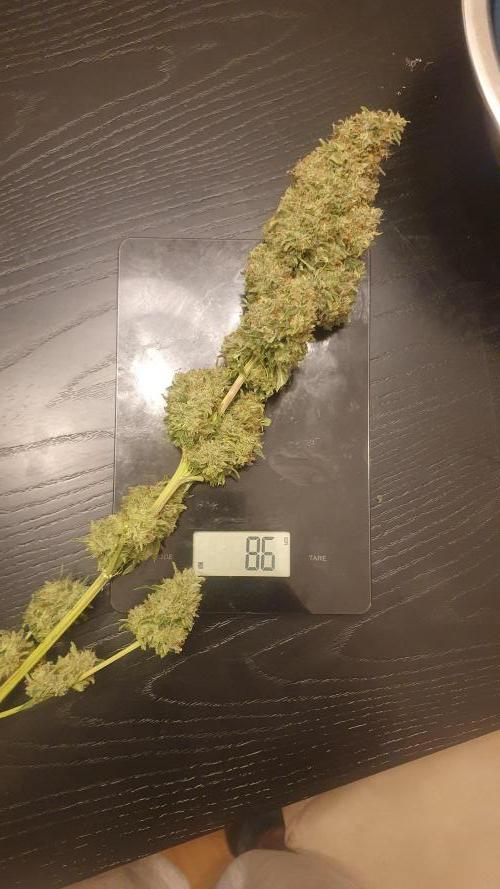 Solar Panel Zamnesia. Week 14