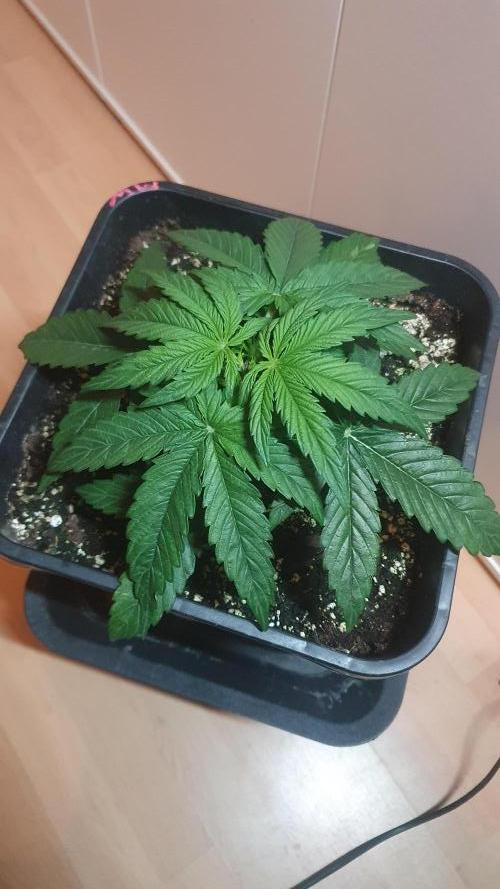 Milkyway F1 Auto RQS. Week 3