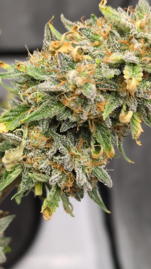 Auto grow
