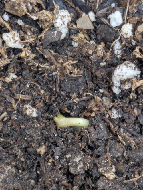 Blueberry Muffin . Week 0