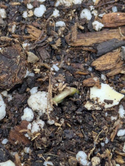 Blueberry Muffin . Week 0