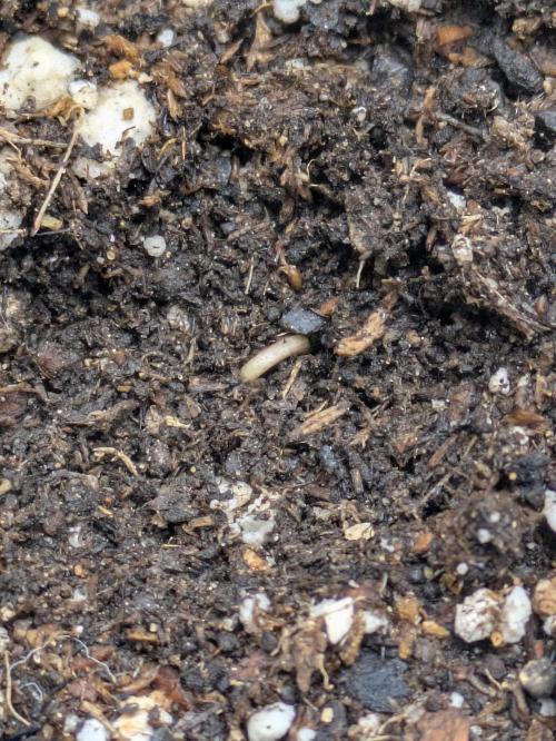 Blueberry Muffin . Week 0